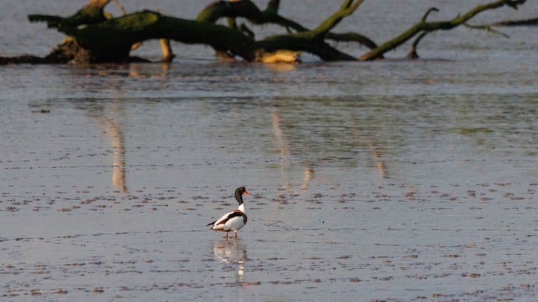 A shelduck wading through the mud on the banks of River Deben at Sutton Hoo, Suffolk, with a large tree branch reflected in the water behind it